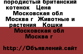 породистый британский котенок › Цена ­ 10 000 - Московская обл., Москва г. Животные и растения » Кошки   . Московская обл.,Москва г.